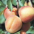 Seetalvan food (9)