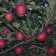apples
